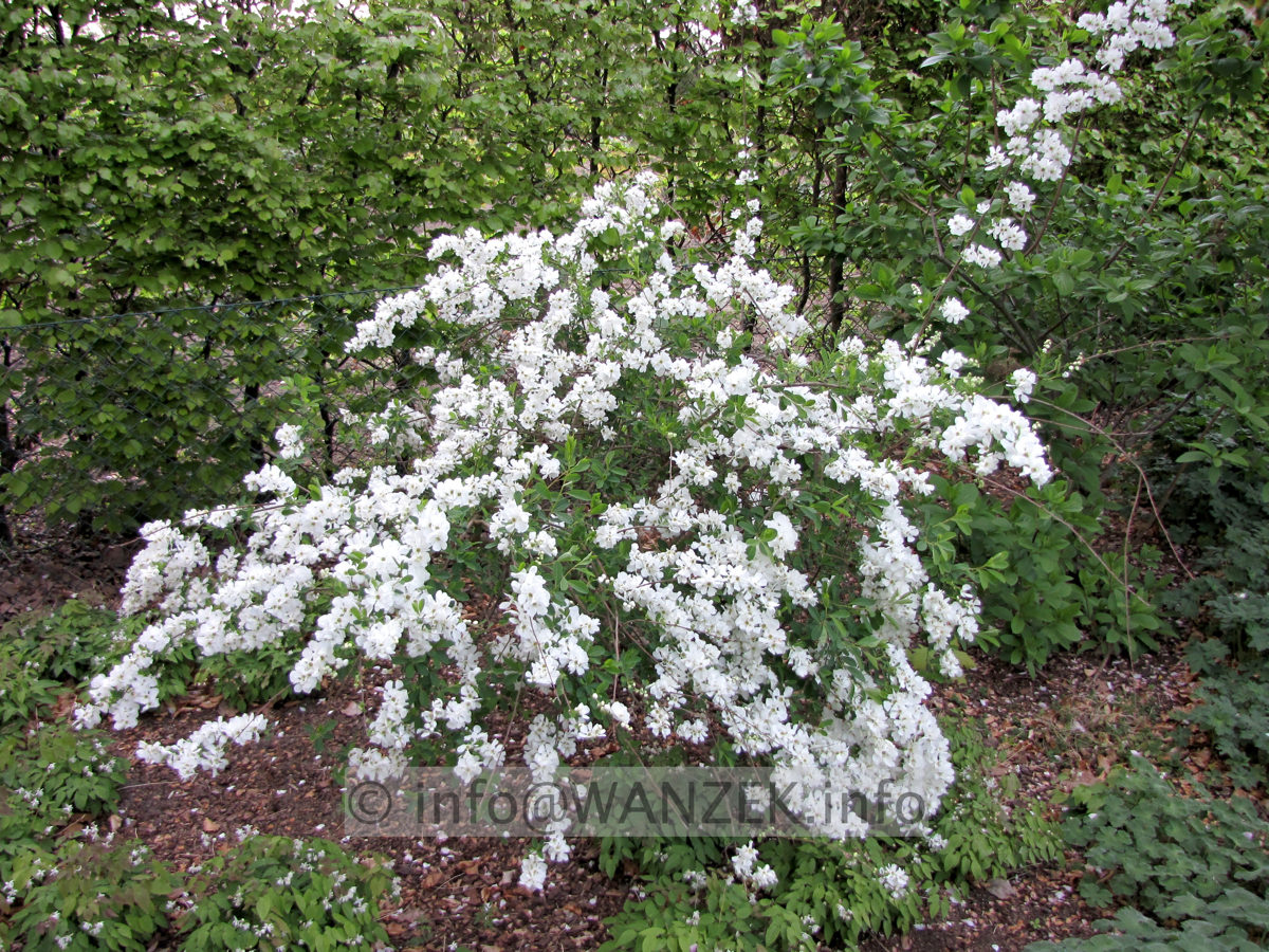 Exochorda macrantha The Bride - Sol in Bluete1.JPG